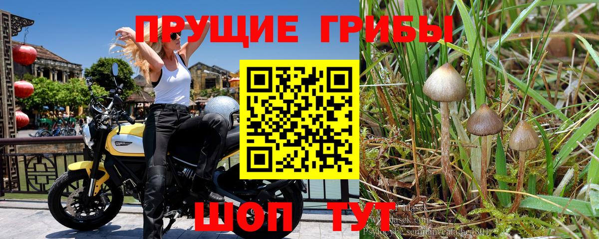 Богородск  Галлюциногенные грибы Psilocybine cubensis  Галлюциногенные грибы Psilocybe  Вход с VPN 